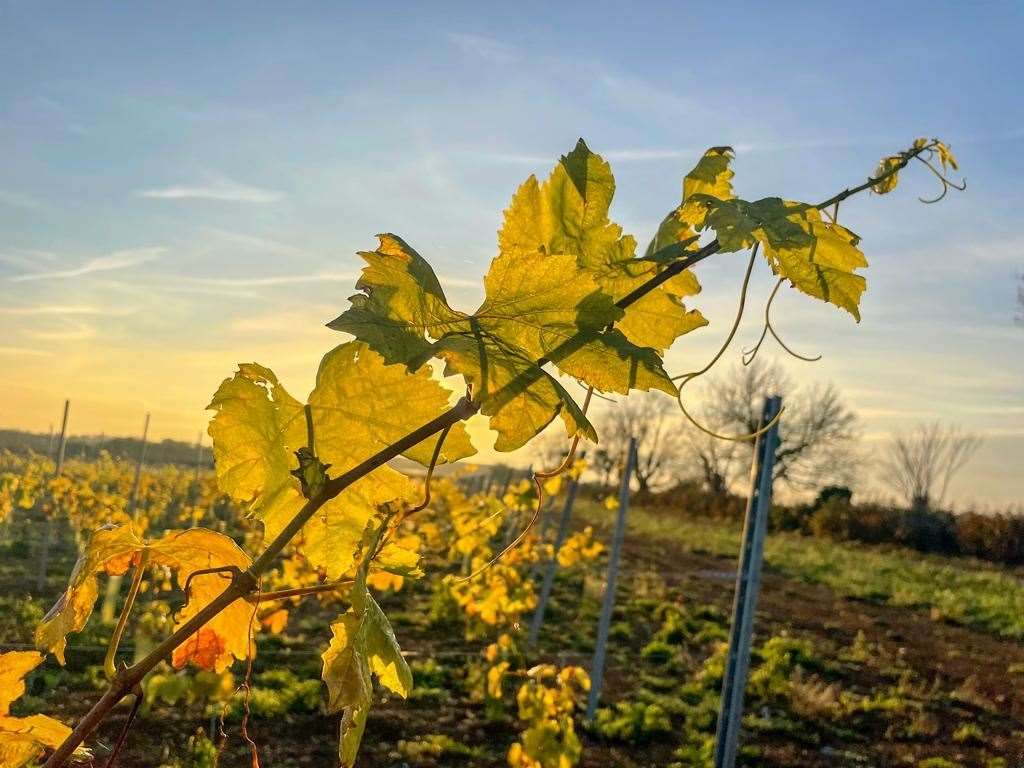 Rutland Vineyard in Ketton