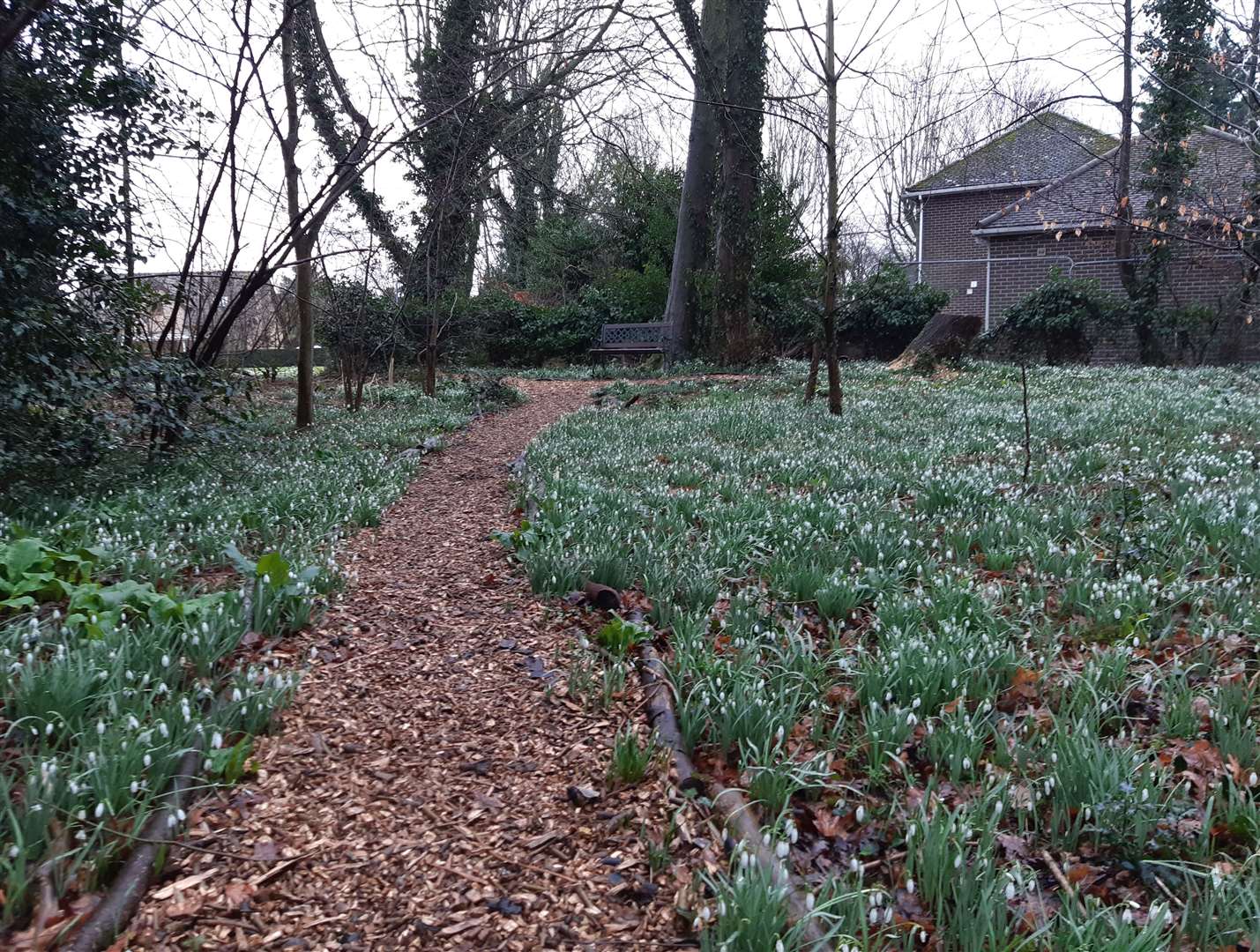 Visitors will be able to enjoy the views of snowdrops at Whaplode Church