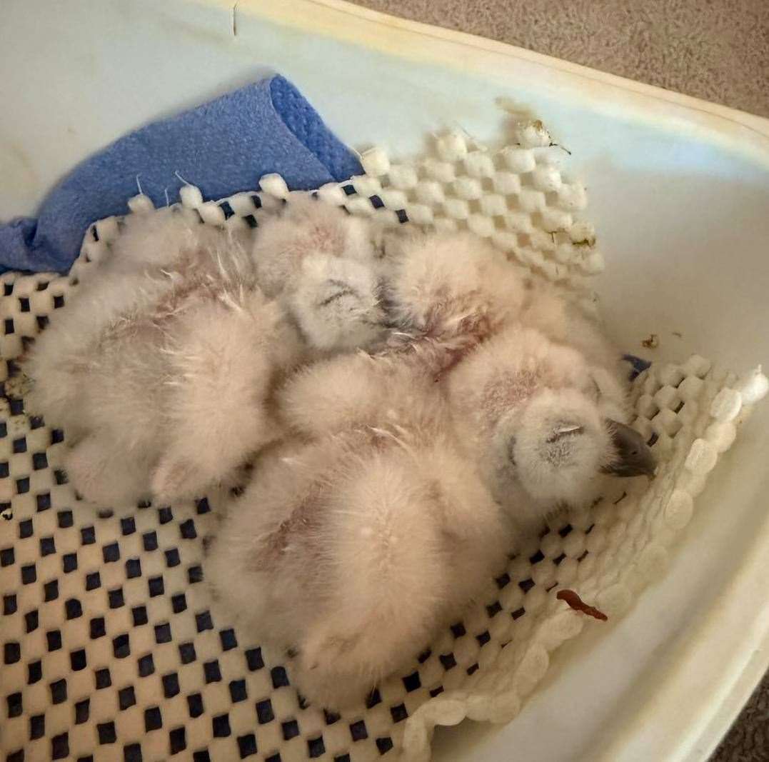 Tawny owl babies PHOTO: Baytree Owl and Wildlife Centre