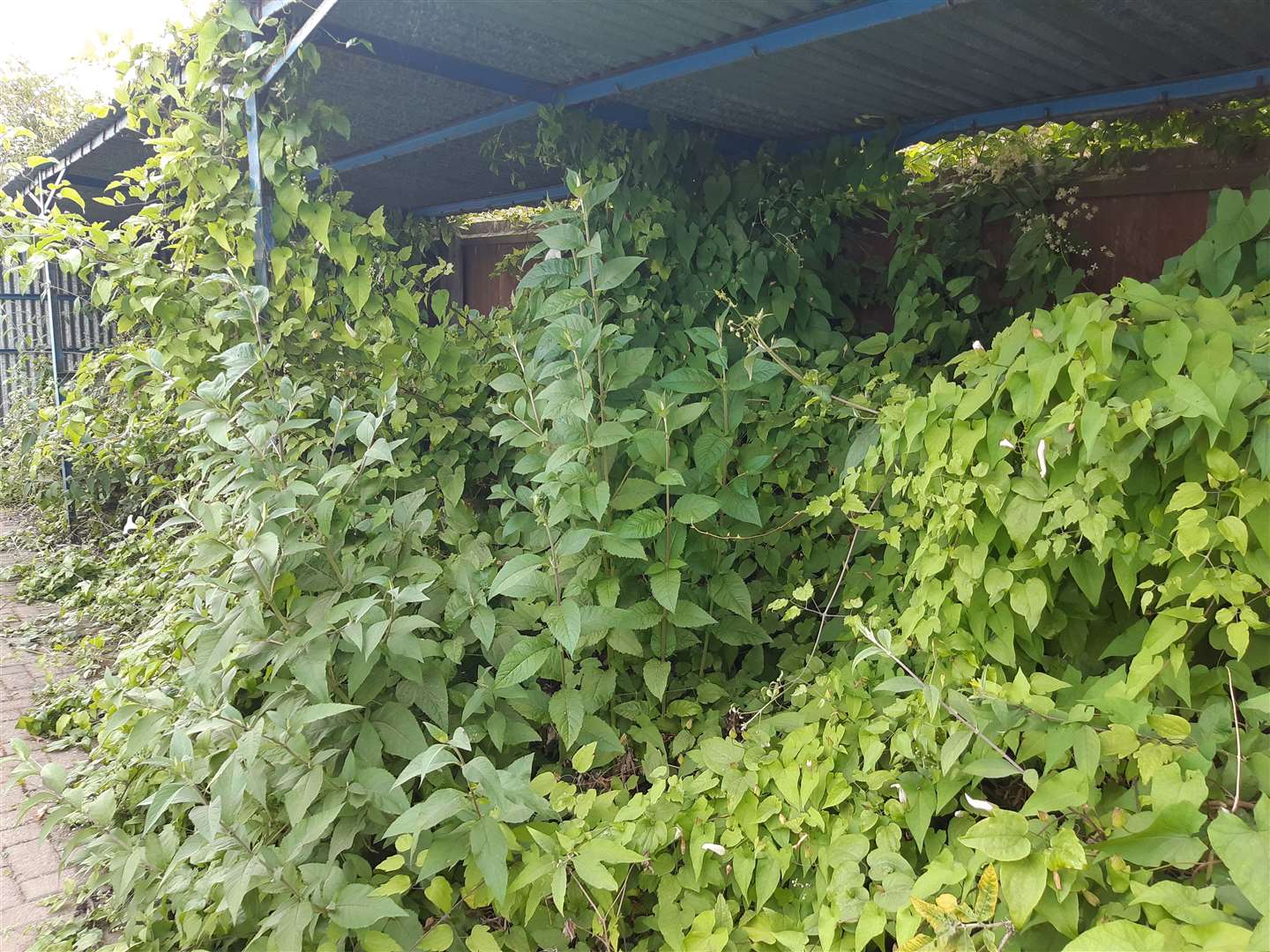 The bike sheds are a little overgrown (57924746)