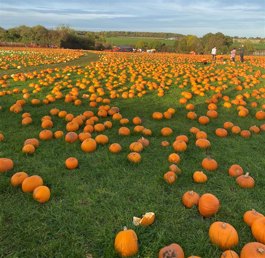 Pumpkins can be reused for other purposes.