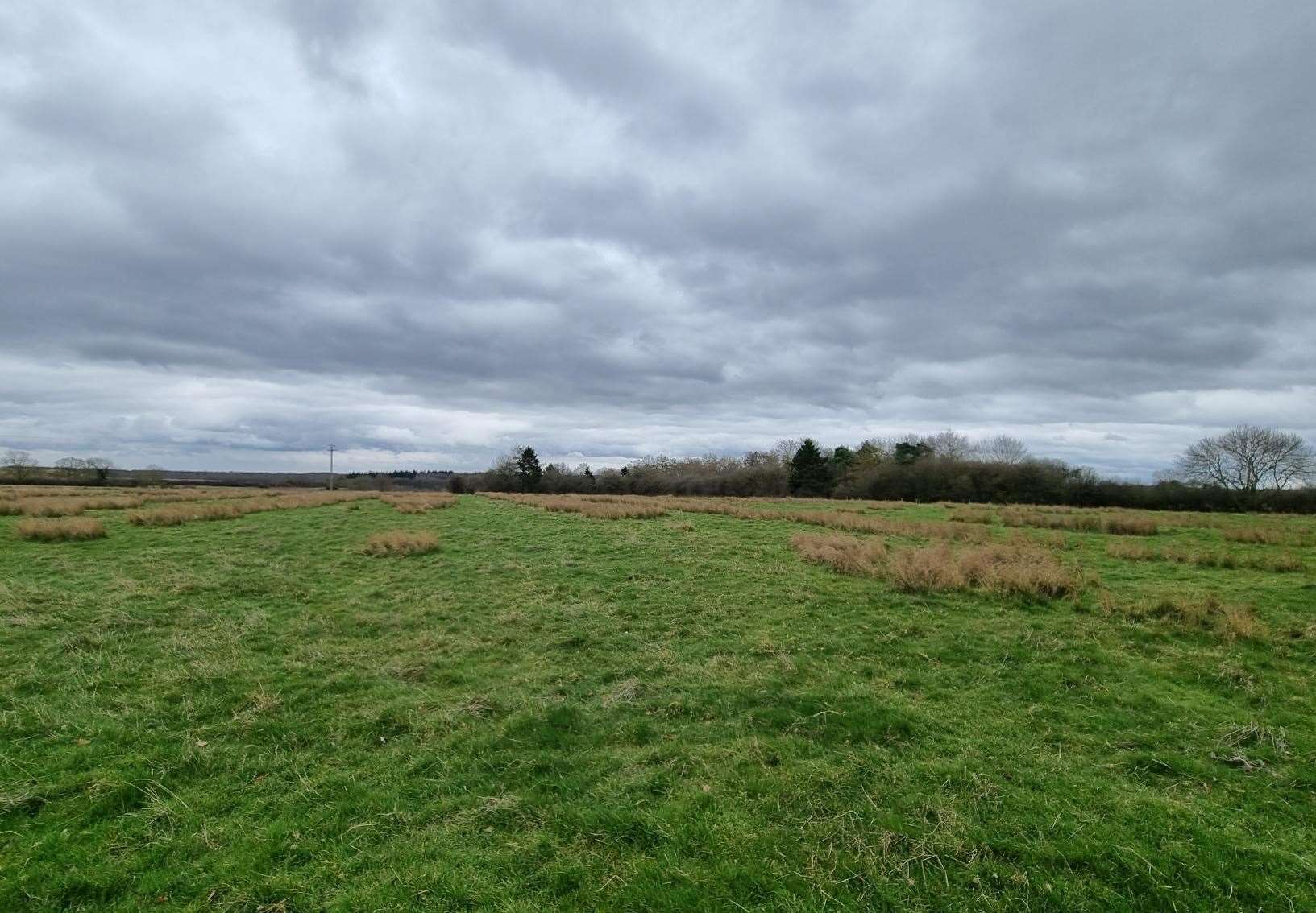 A new coronation woodland will be created on farmland