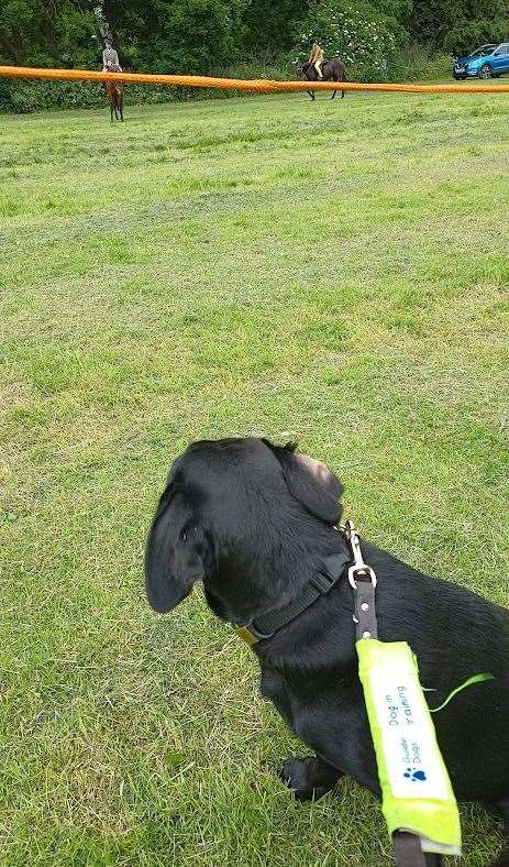 Puppy raiser Ann Colwell is exposing trainee guide dog Rita to lots of different experiences to ensure she is unflappable