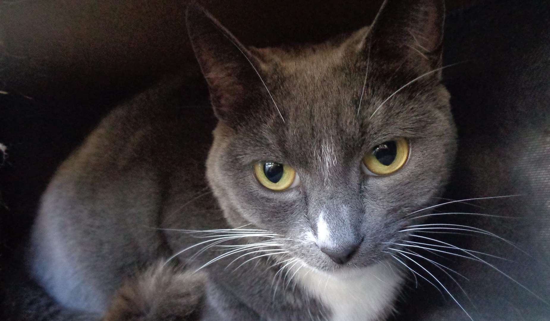 Cats in need