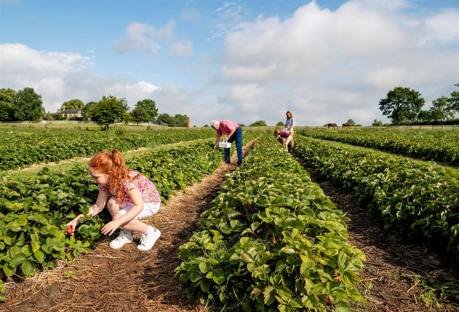 A side view shot of a family picking strawberries in a pick-your-own farm field. Photo: istock
