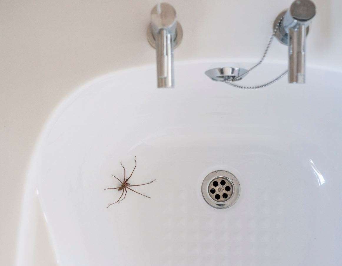 A house spider in a sink. Photo: istock