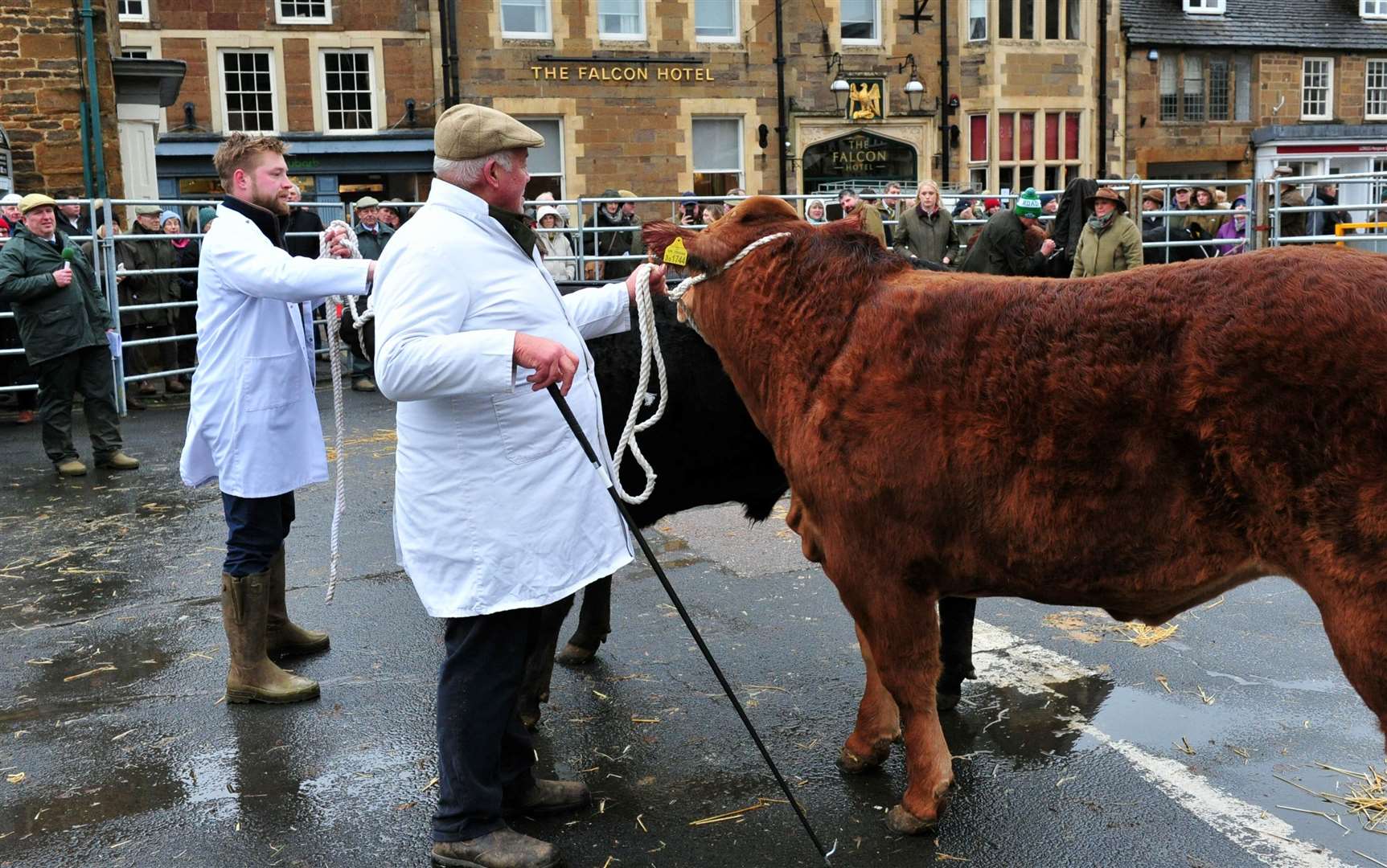 Judging at Uppingham Fatstock Show. Photo: Chris Lowndes.