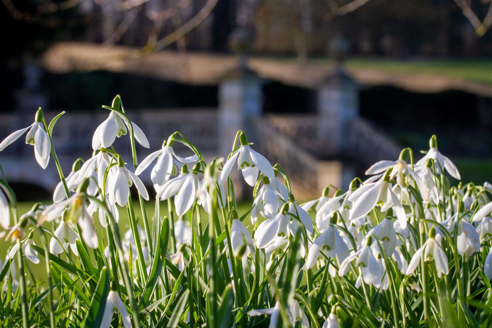 Snowdrops