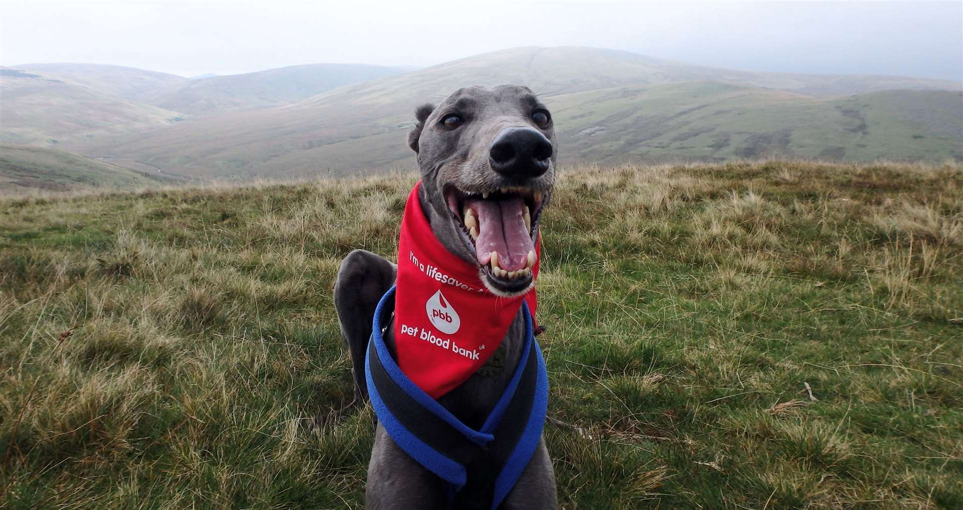 Savana has helped to save other dogs by giving blood