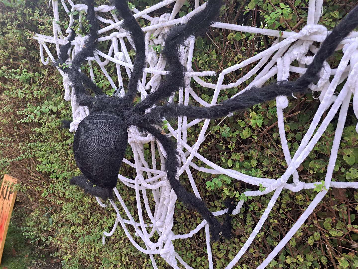 A scary spider