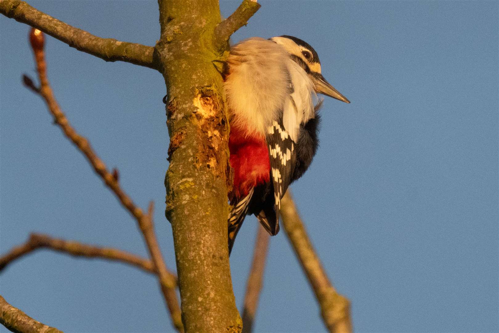 Greater spotted woodpecker. Photo: Ian Misselbrook