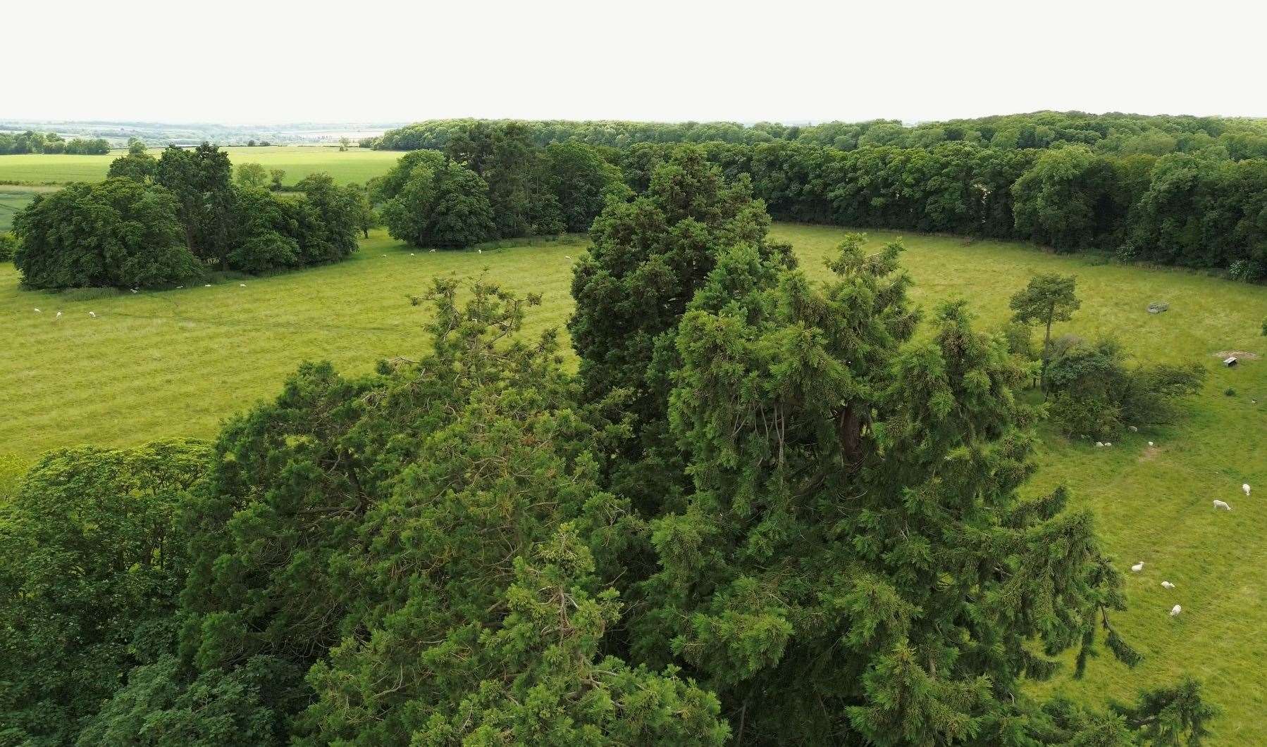 Paradise field in Ketton