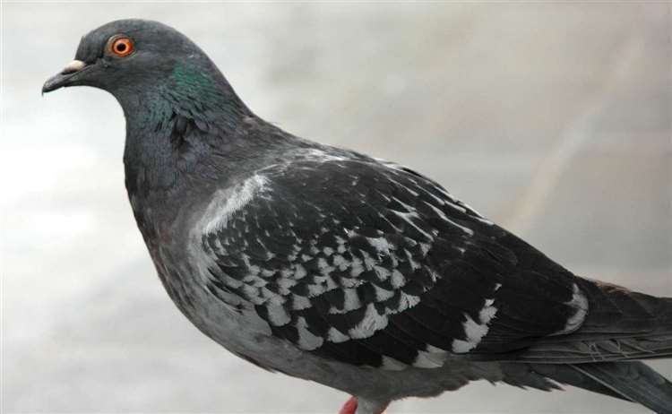 A pigeon. Photo: stock image