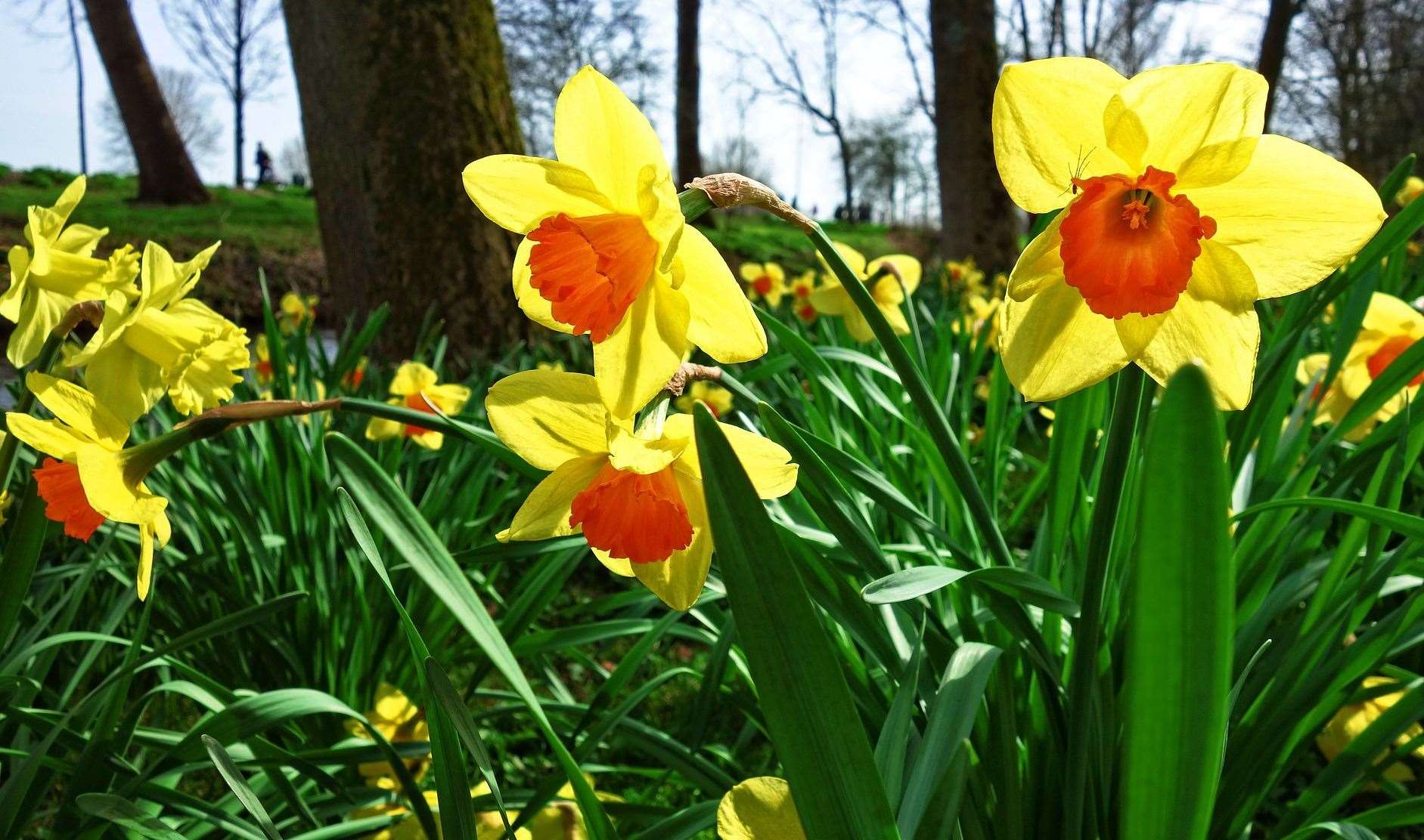 A robotic daffodil picker is being developed