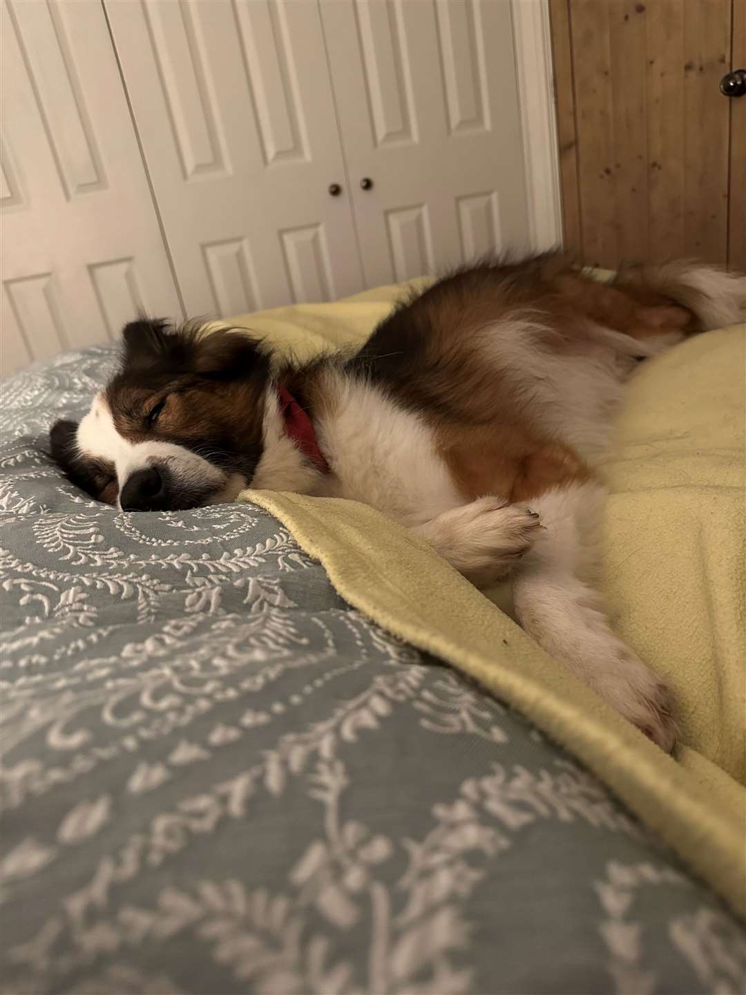 After spending nights alone in kennels, Hiro now sleeps on Natasha’s bed to be close to her. Photo: Supplied