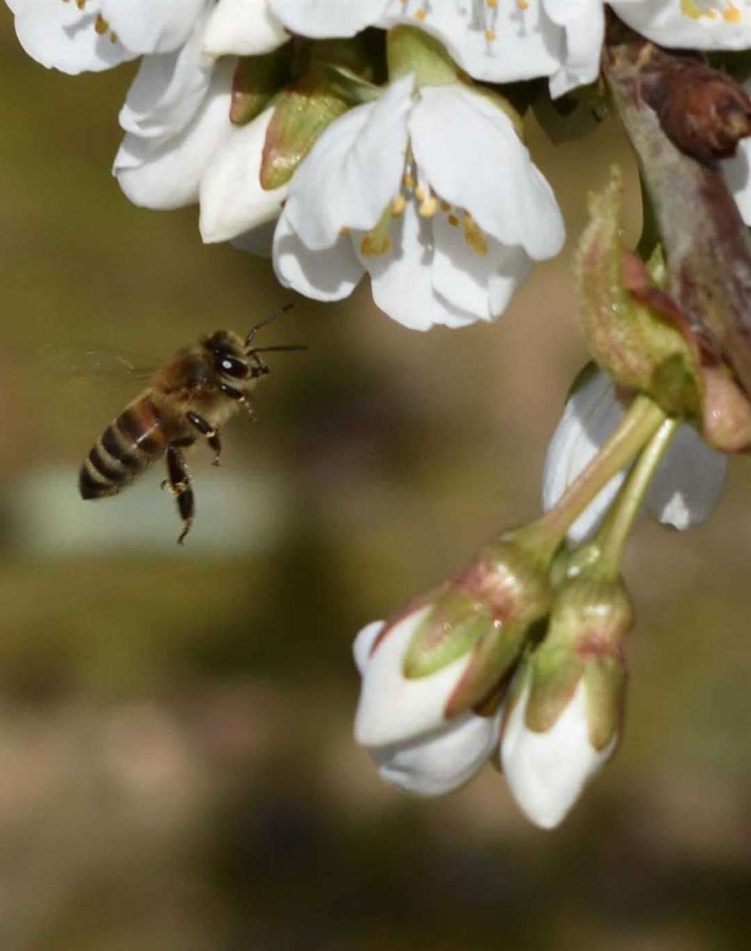 The bees pollinating the cherry orchard down in Kent. (48522378)