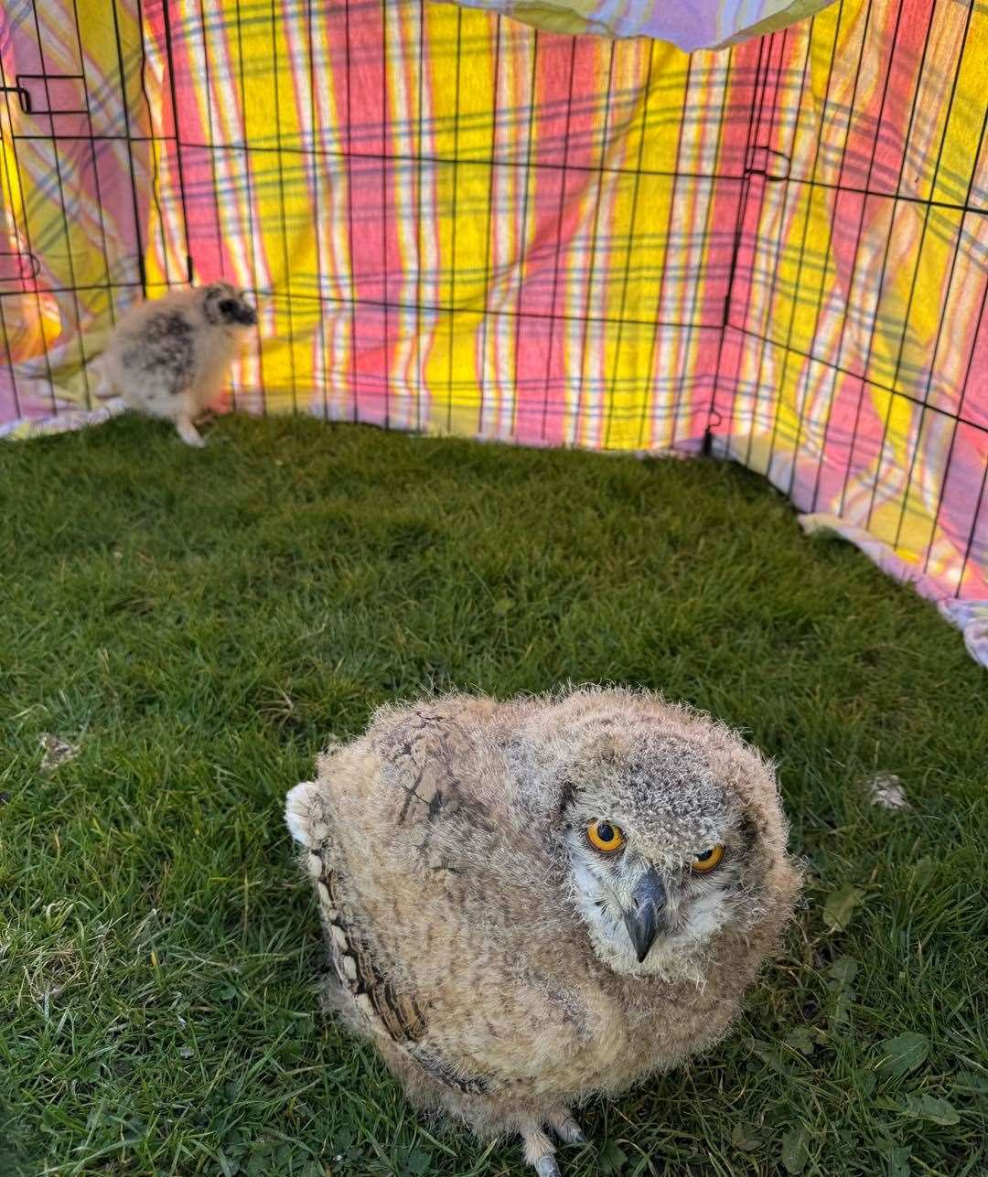 A Malaysian Brown Wood Owl and Indian Eagle Owl PHOTO: Baytree Owl and Wildlife Centre