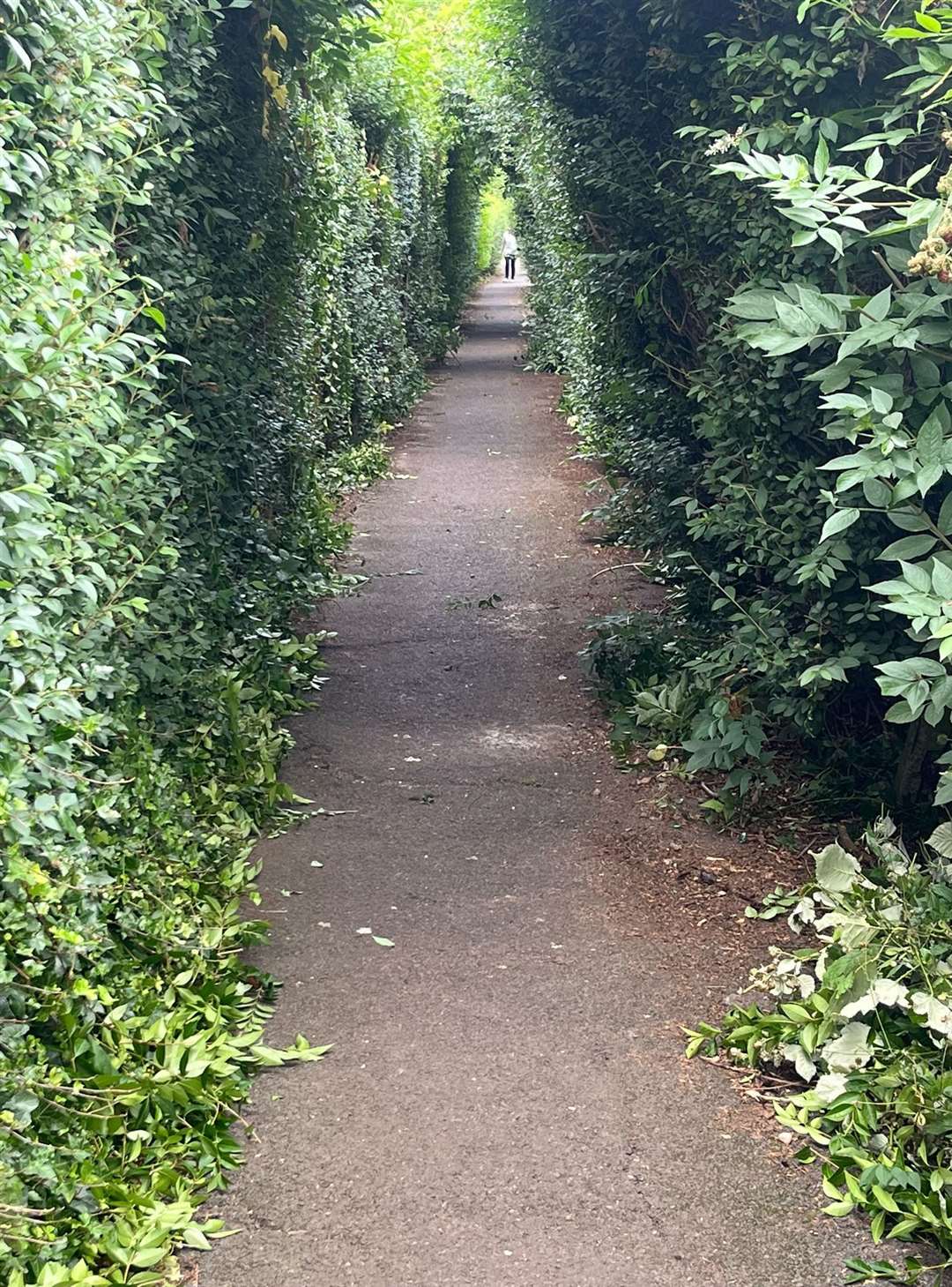 How the alley looks after the cut.