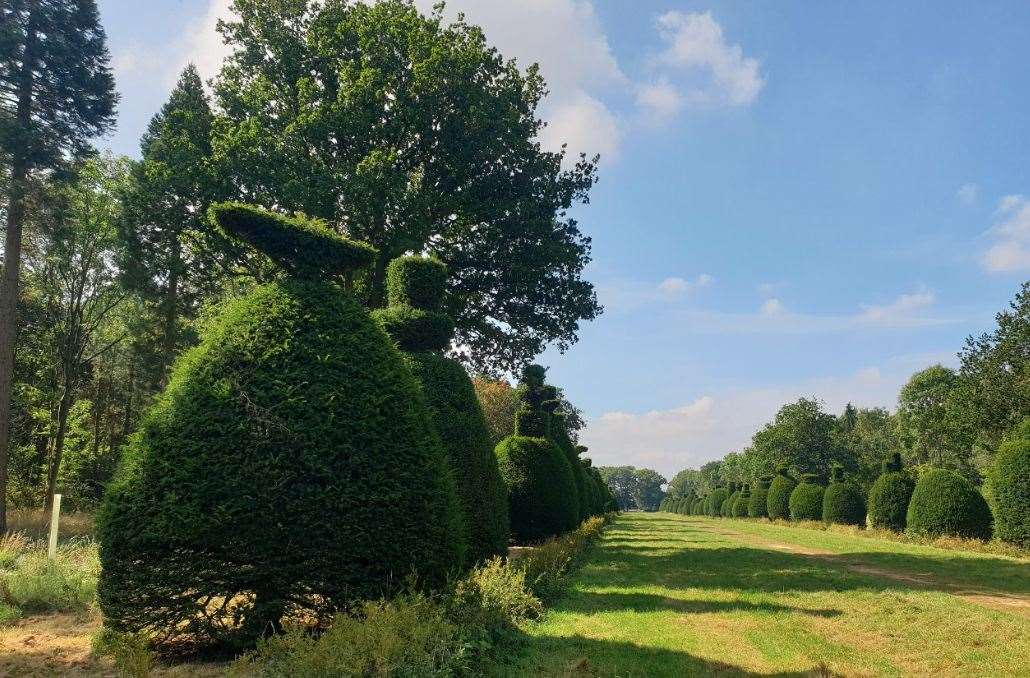Clipsham Yew Tree Avenue. Photo: yewtreeavenue.co.uk