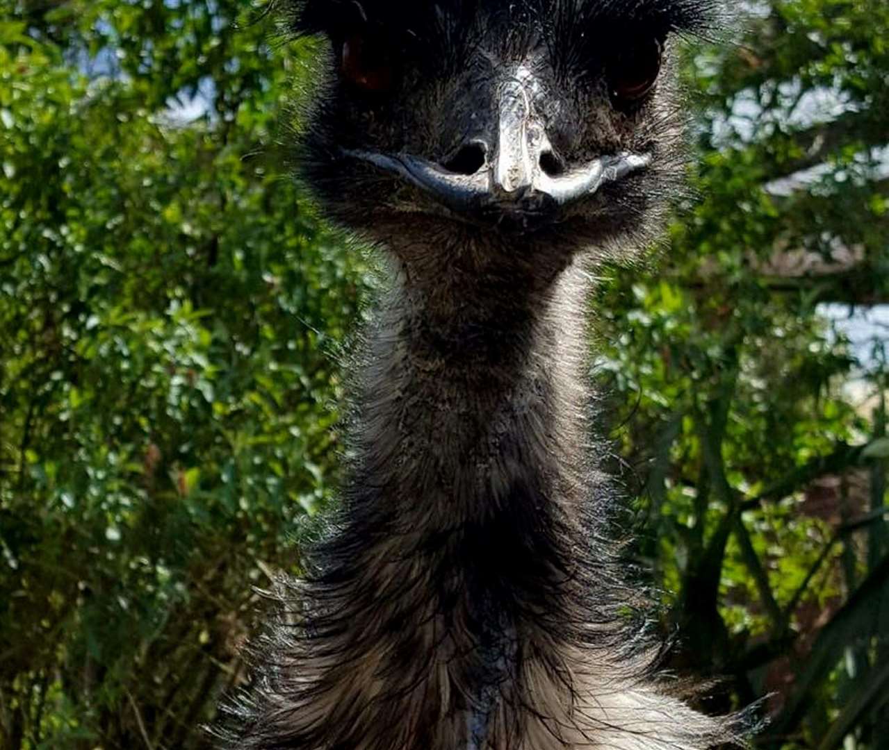 Emma, a male Emu, aged 44