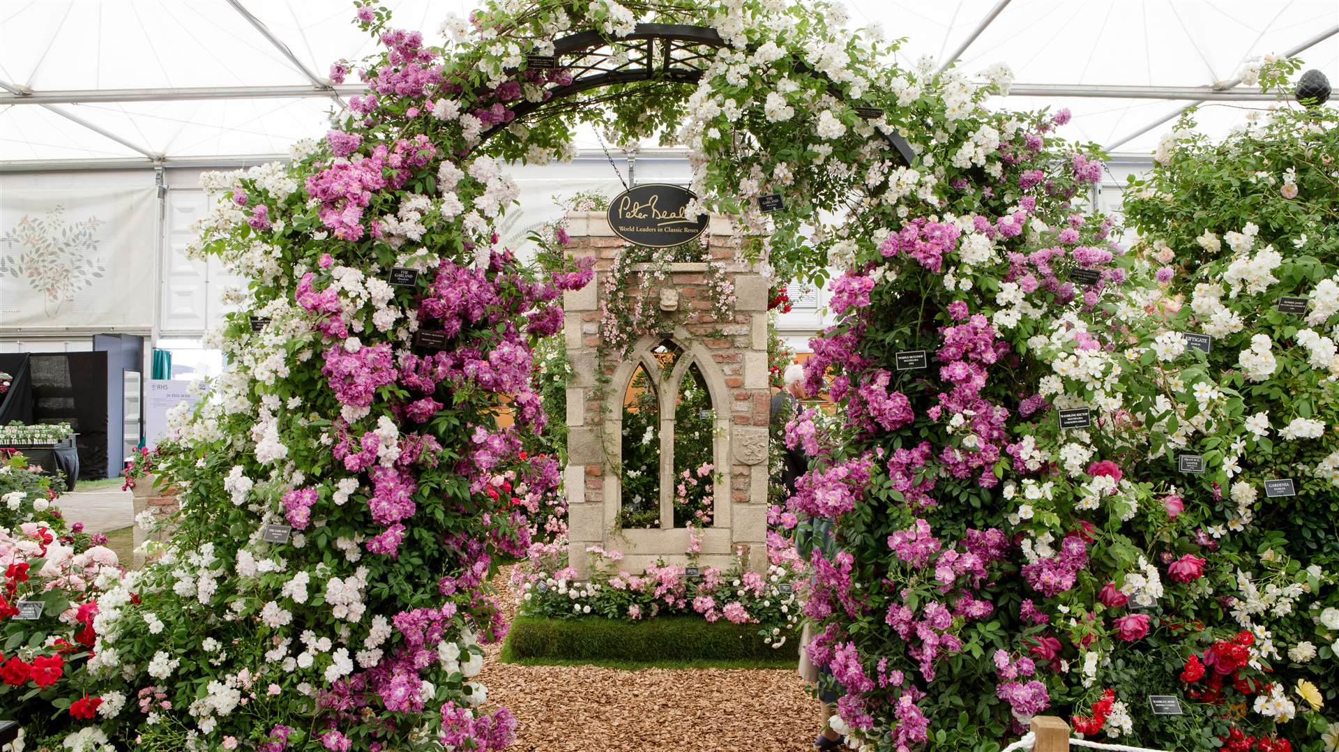 Peter Beales Roses