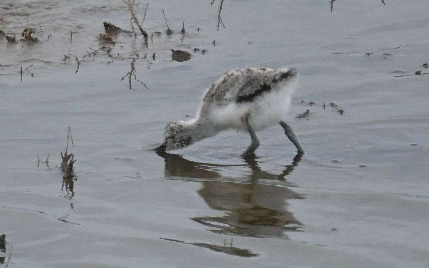 An avocet chick feeding. Photo: Ian Misselbrook