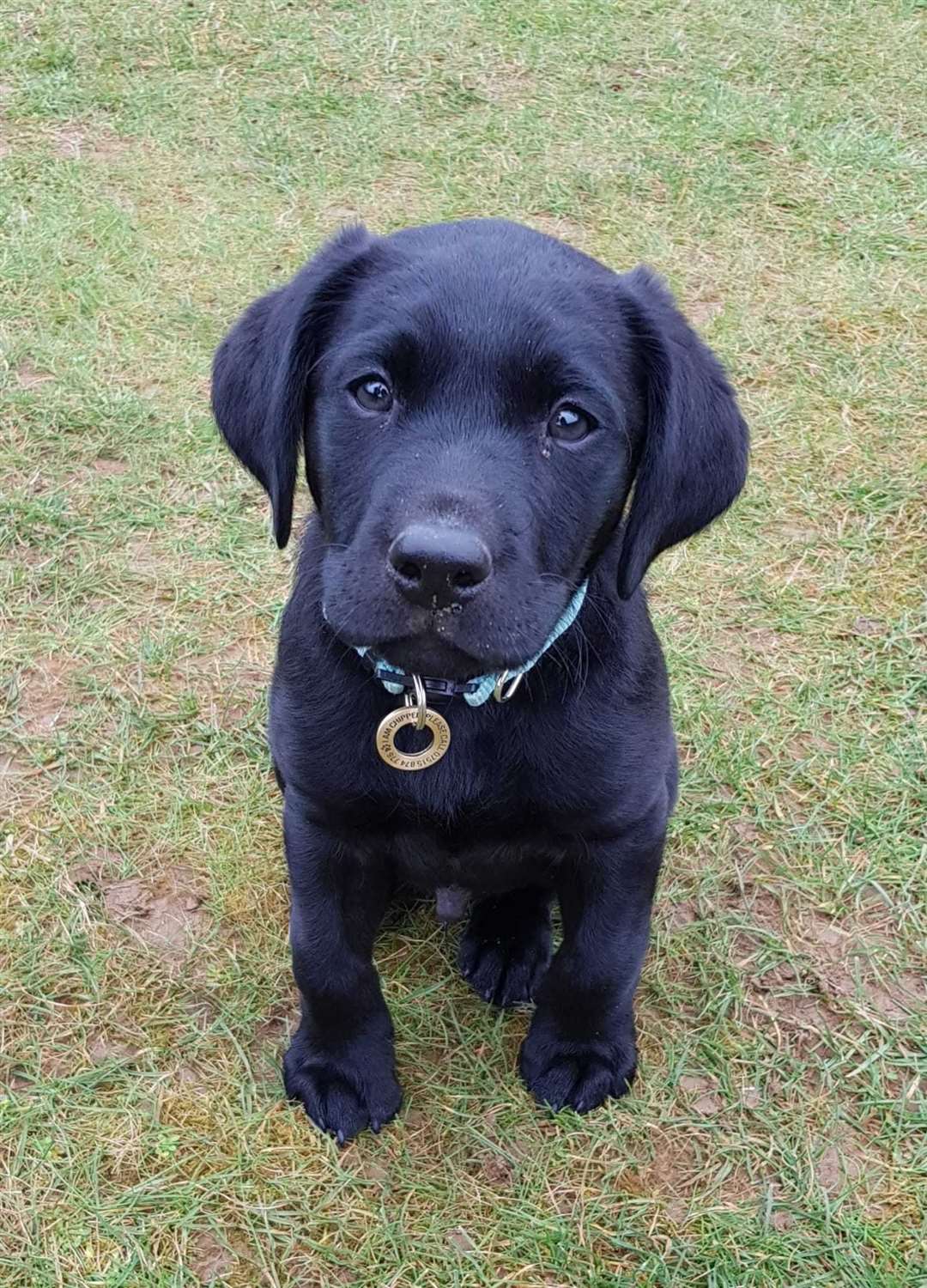 Jaspar as a puppy.