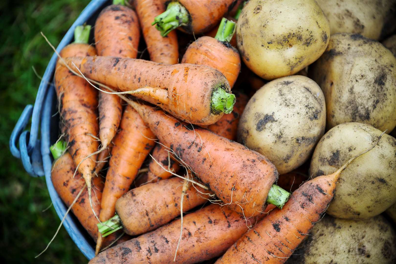 Grey water shouldn't be used on edible crops. Photo: iStock.