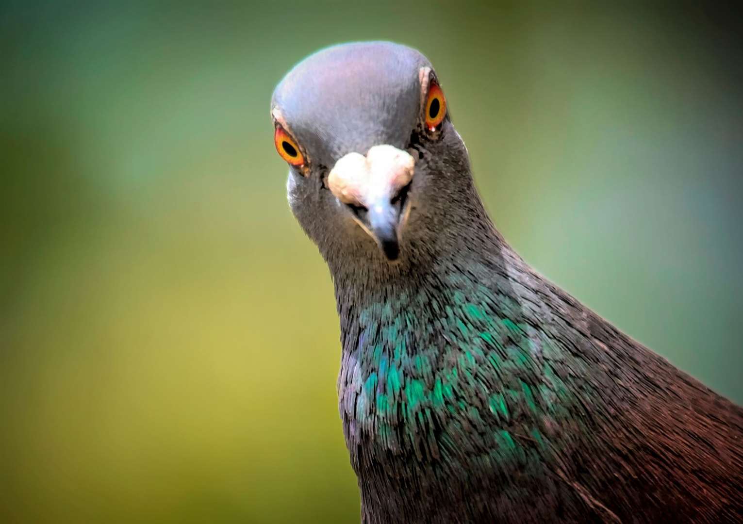 A pigeon: istock/tracielouise