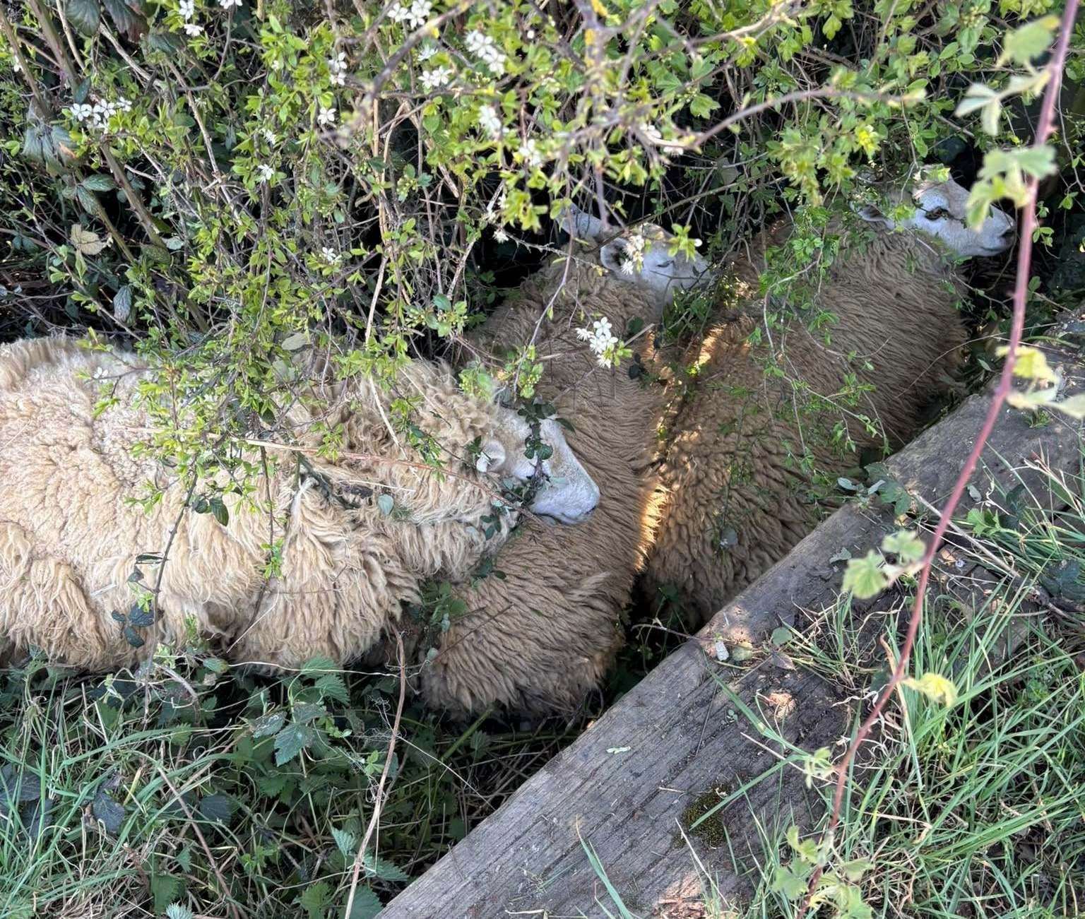 Sheep trapped in a ditch after being chased by a dog.