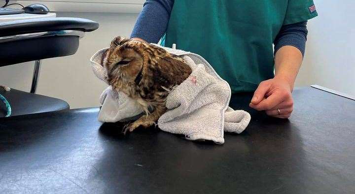 Priory Veterinary Practice took in the injured owl but were unable to save it