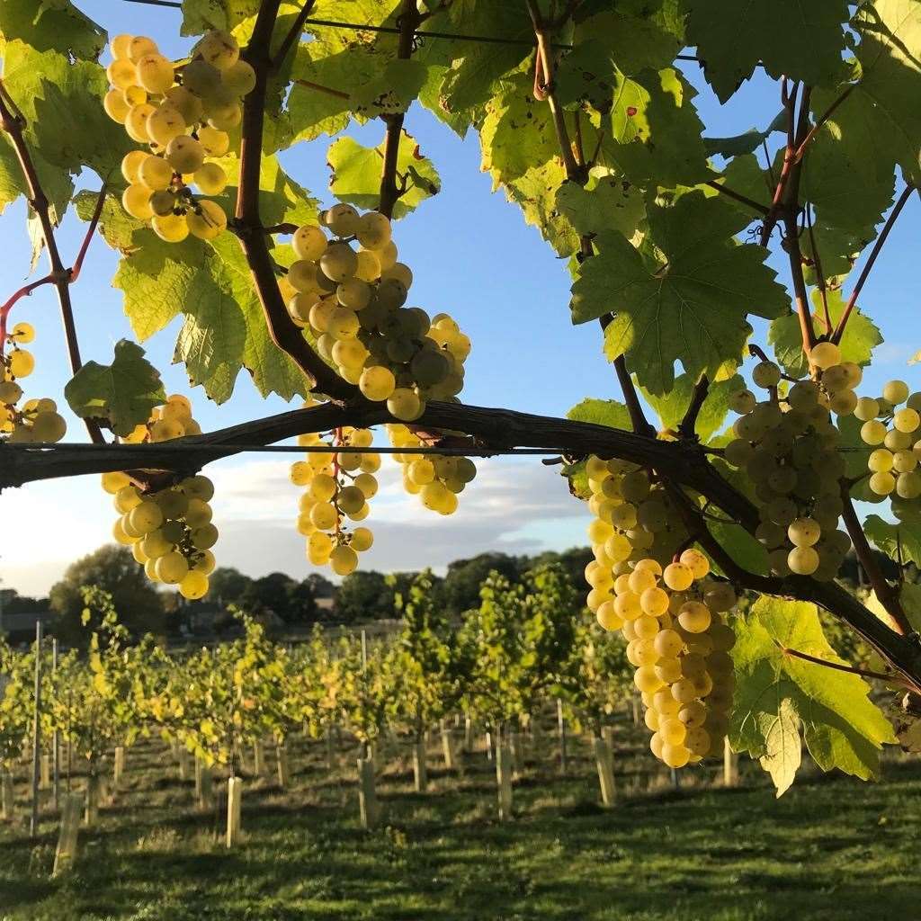Their first grapes vines are now bearing fruit