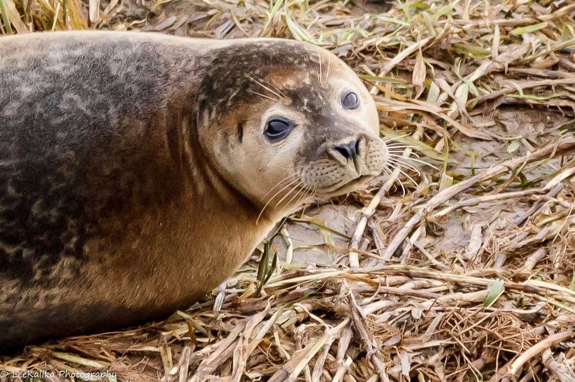 A seal was photographed at Baston Fen Nature Reserve. Photo: LeeKalika Photography