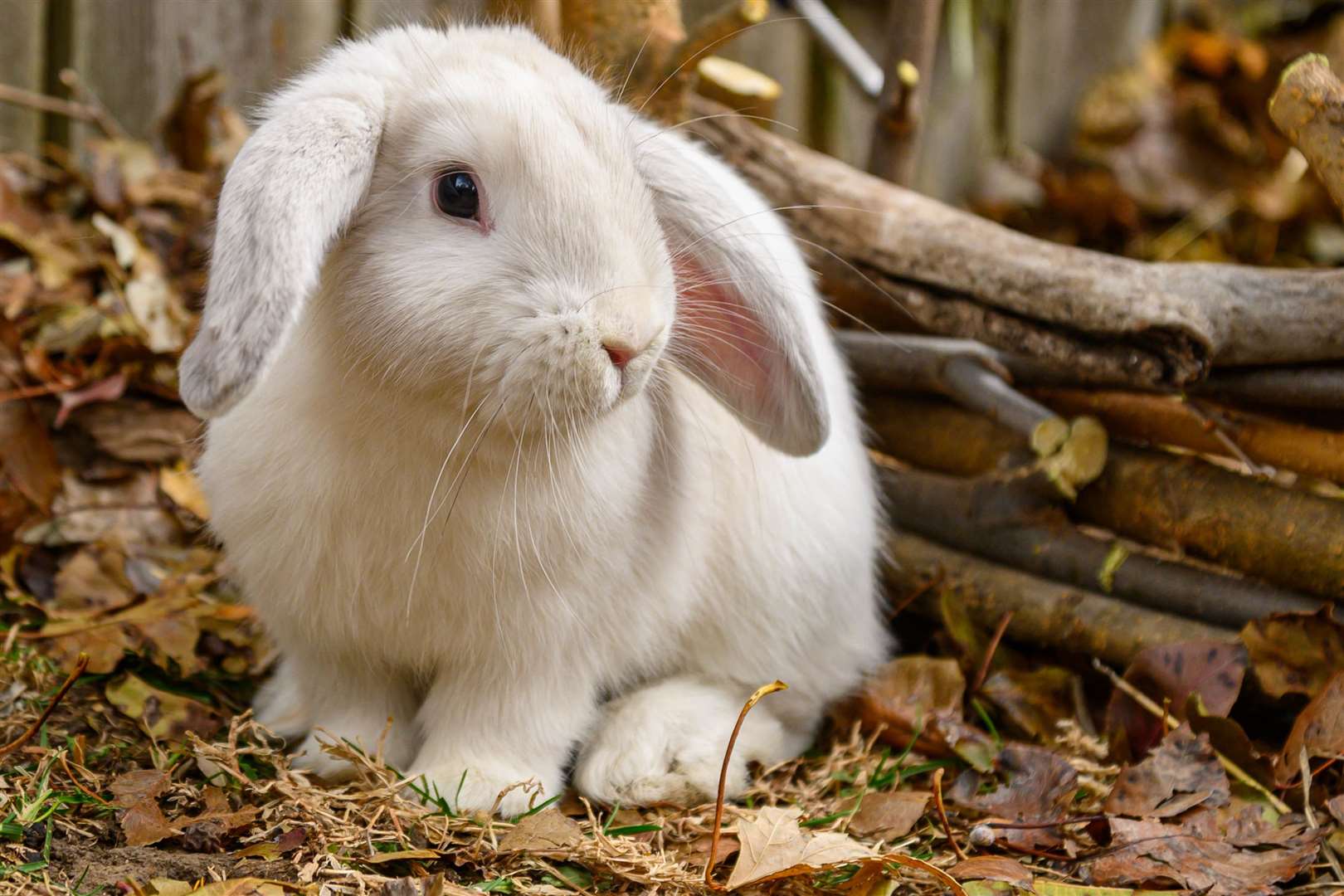 Rabbit. Stock image.