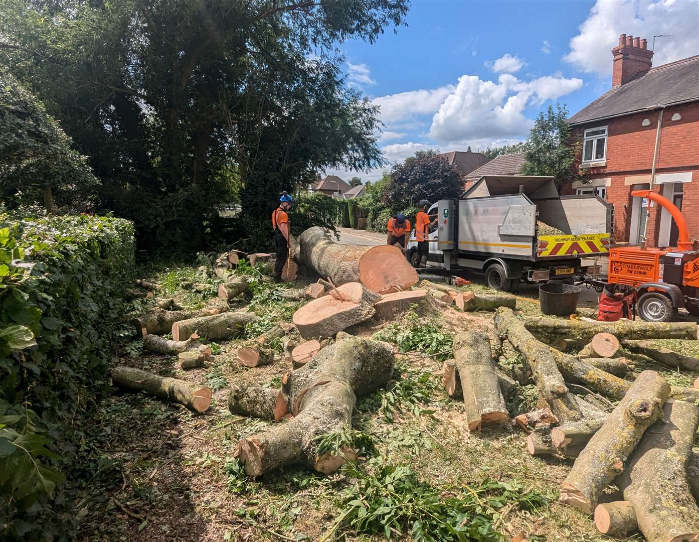 A number of trees have been felled