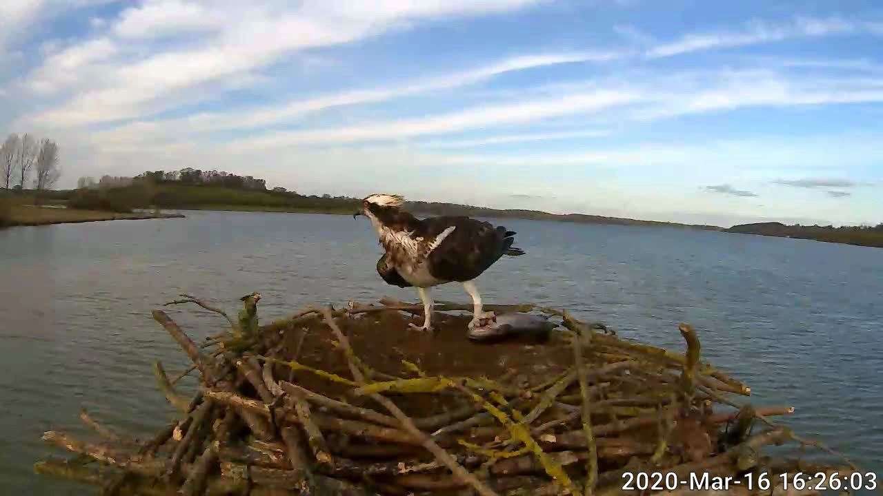 Maya catches her supper shortly after her return in 2020. Photo: Leicestershire and Rutland Wildlife Trust