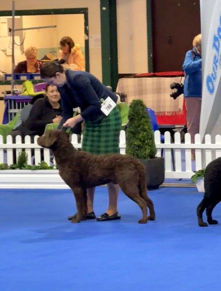 Hudson in the show ring at Crufts