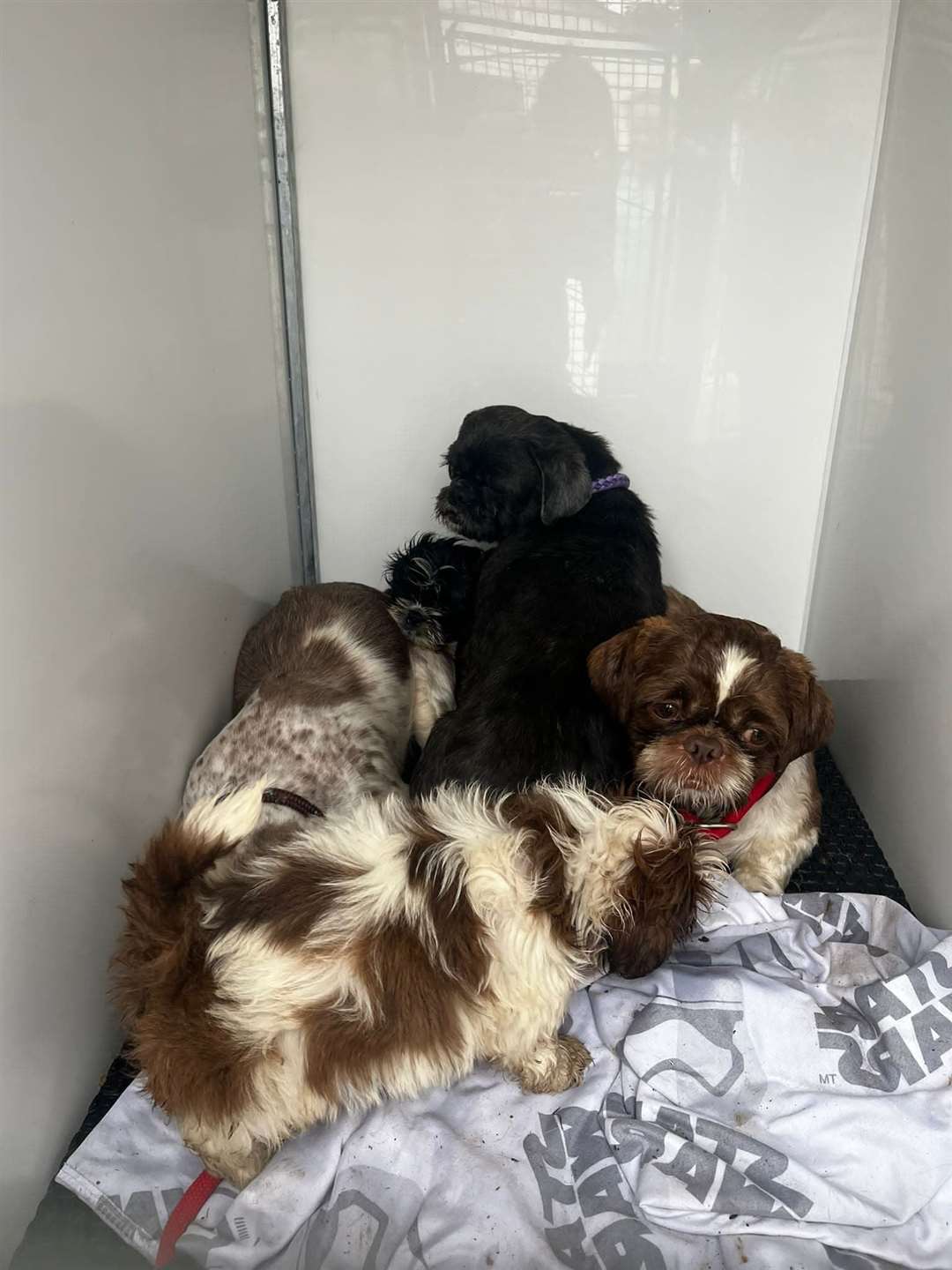 Shih Tzus rescued by the South Lincolnshire Jerry Green team (60012900)