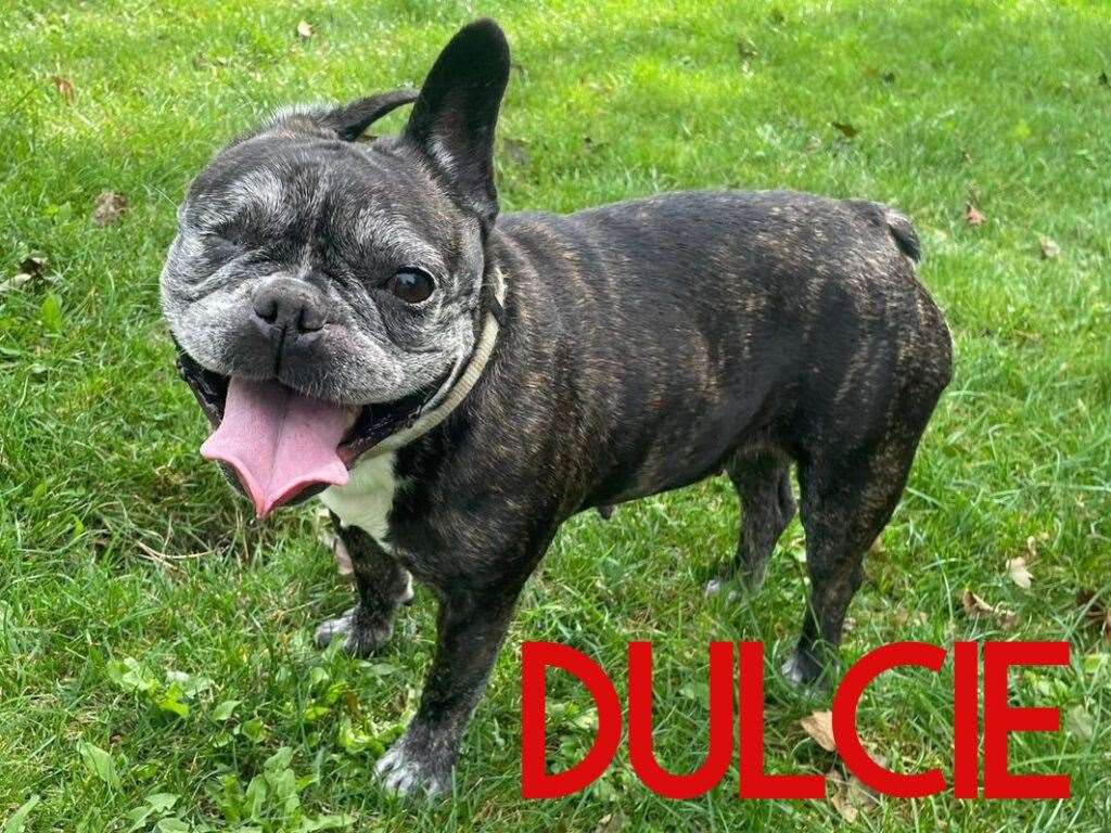 Three Counties Dog Rescue in Bourne is looking for a home for Dulcie
