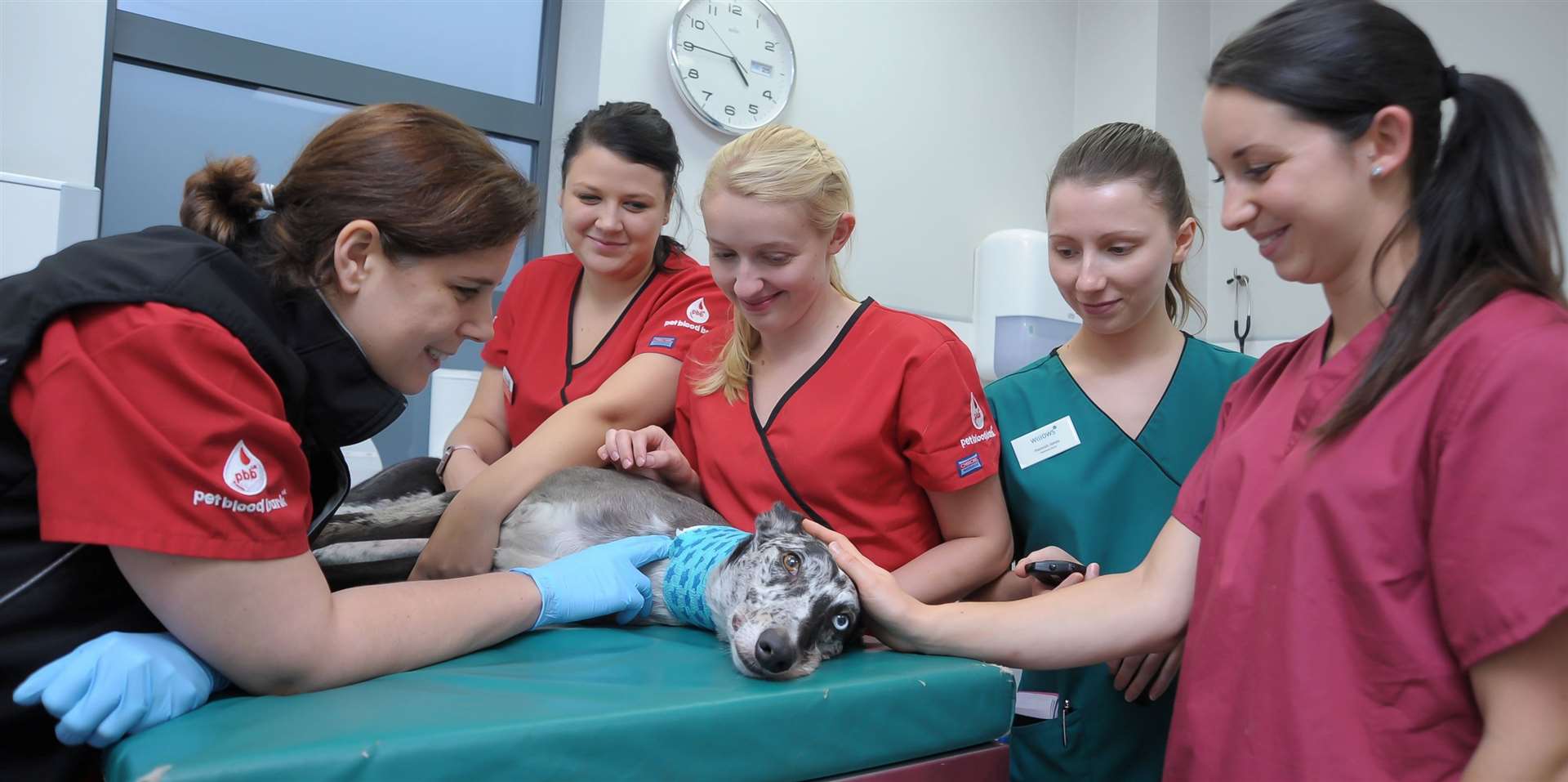 Pet Blood Bank team in donation room