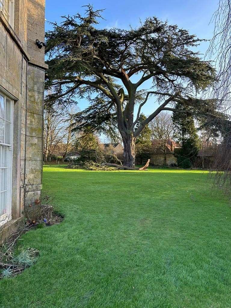A tree inspector is set to inspect the tree to deem if it still safe. Photo: Elizabeth Hunt