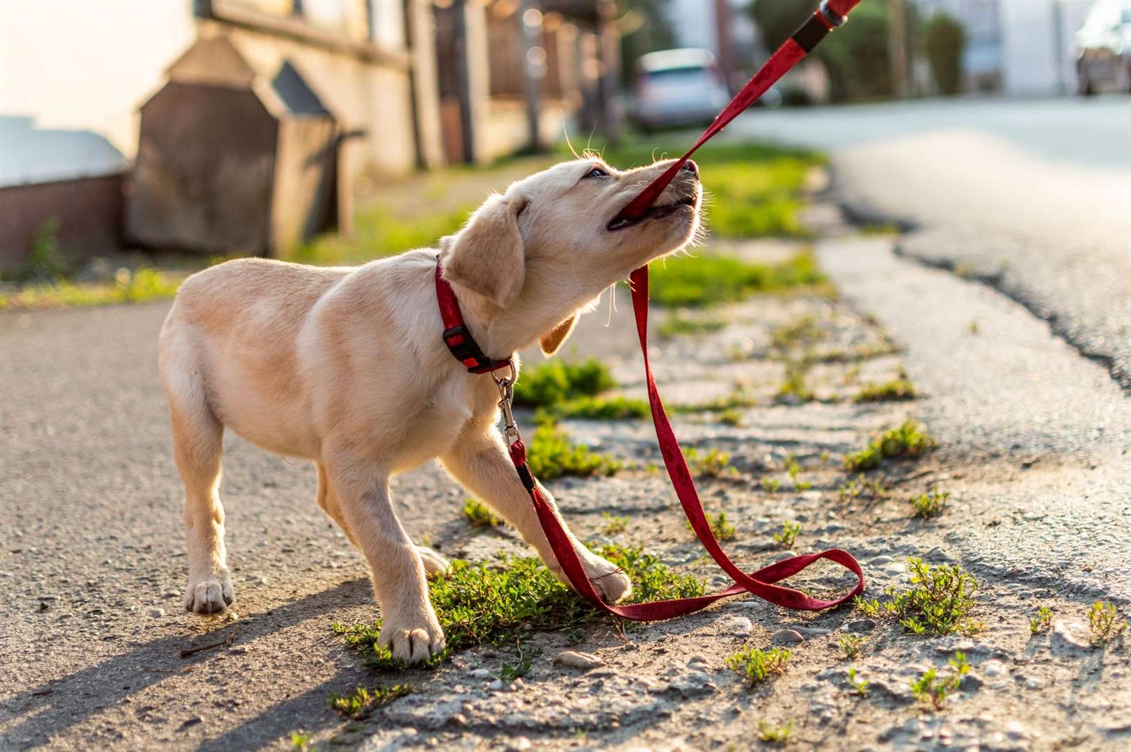 People are being asked their views on dog walking. Photo: iStock