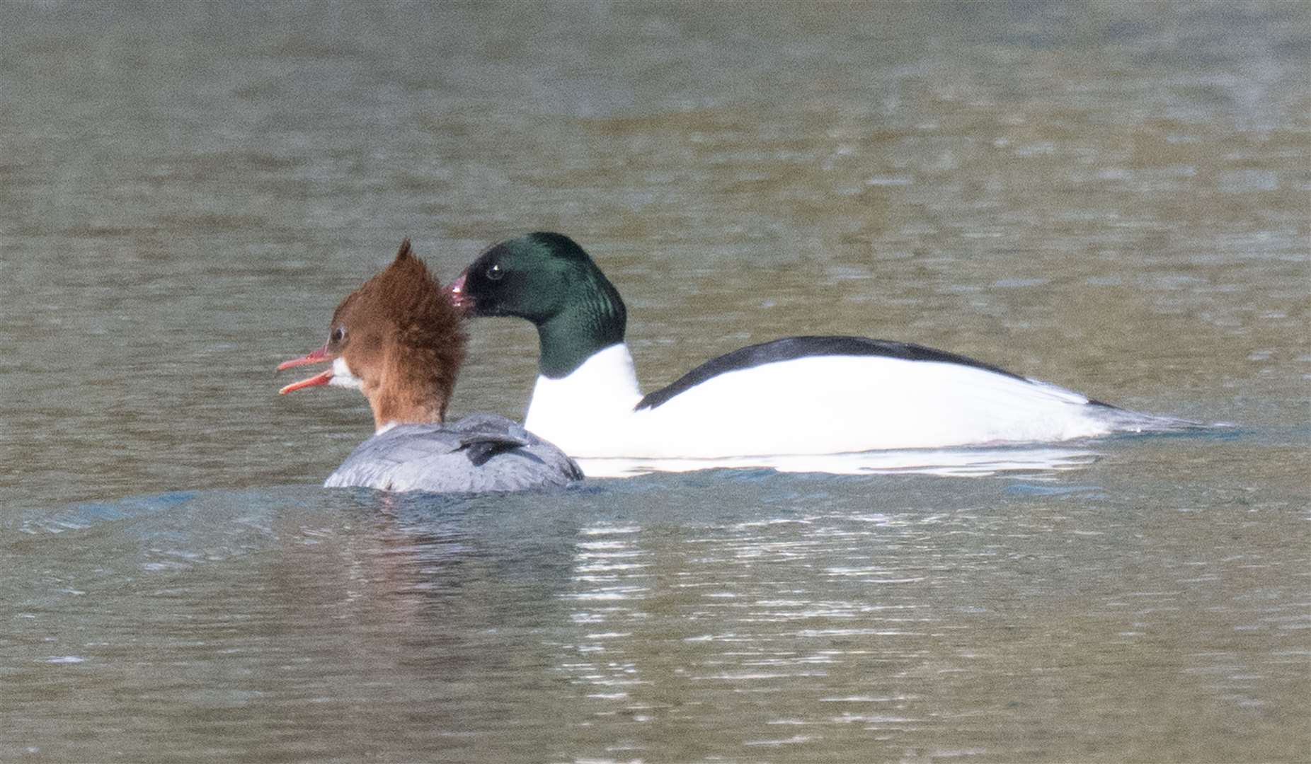 Goosanders at Holywell Lake. Photo: Ian Misselbrook