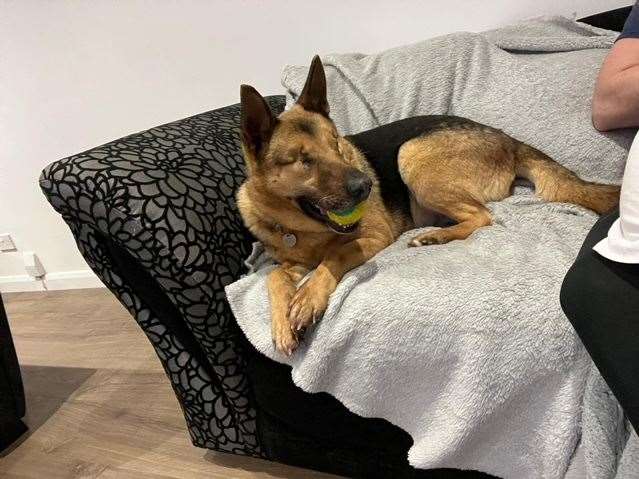 The two-year-old German Shepherd never goes anywhere without a ball
