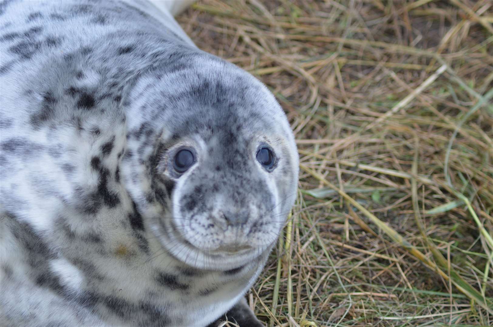 Weekly 'pupdates' are given on the reserve's website