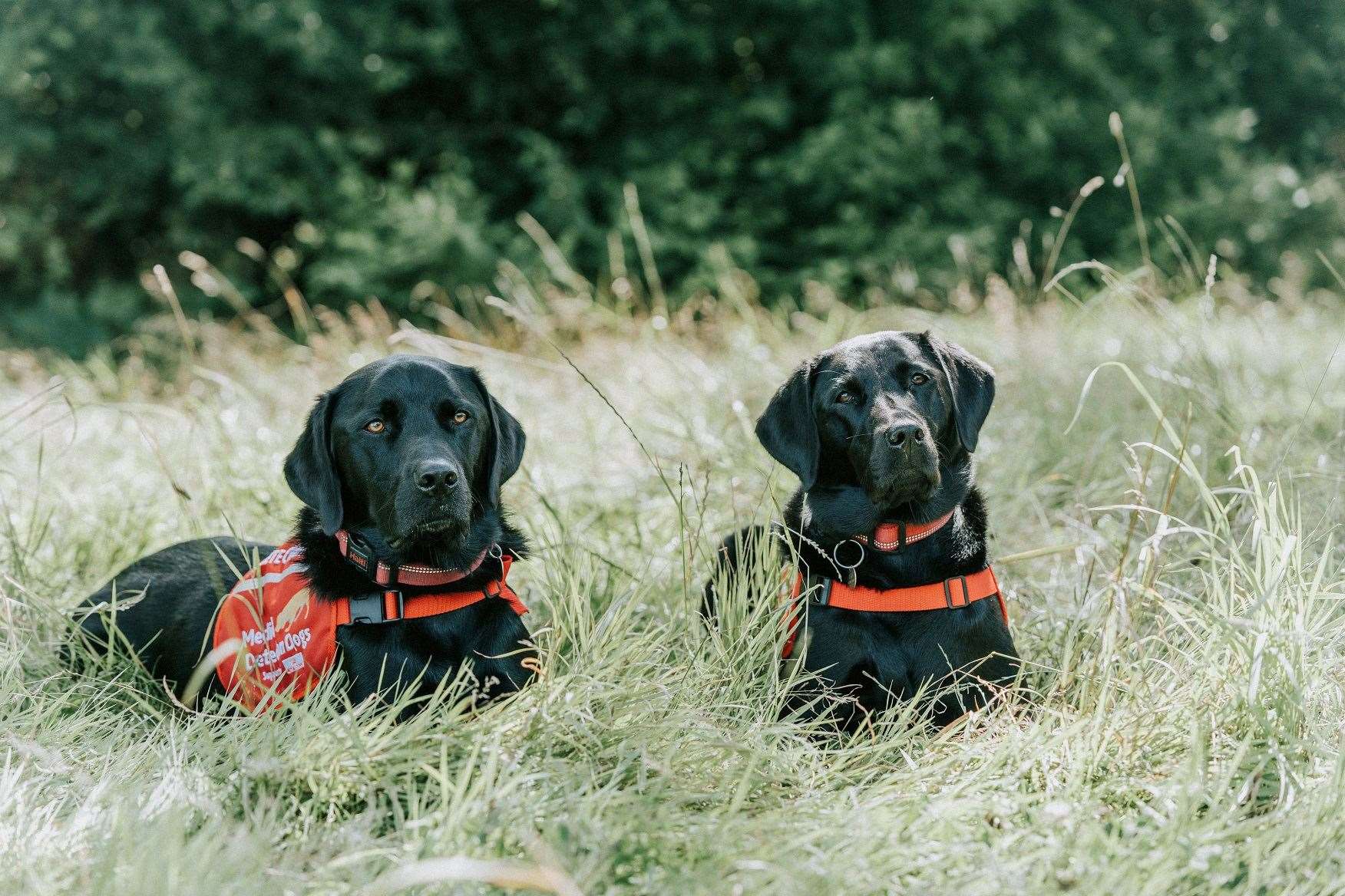 Betty and Viking have been trained by the charity