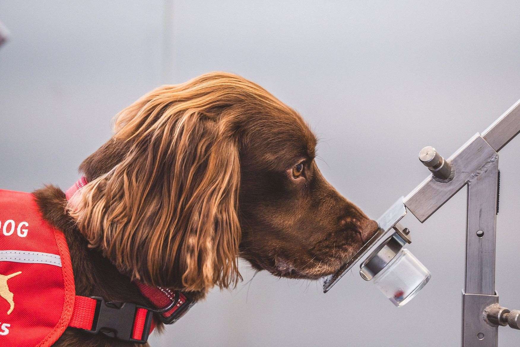 The dogs work in a clinical environment