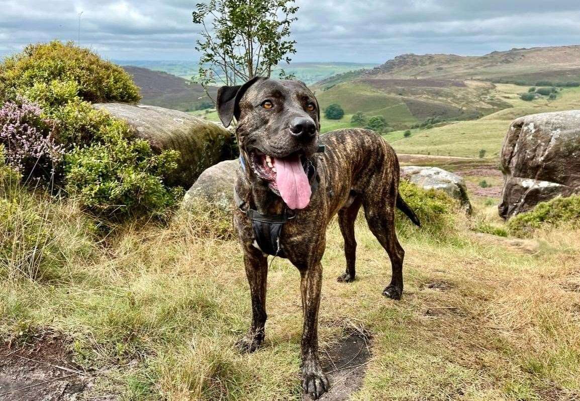 Eight-year-old Cane corso Beau was one of several dogs rescued by RSPCA officers from a Lincolnshire fighting ring PHOTO: SUPPLIED BY THE RSPCA