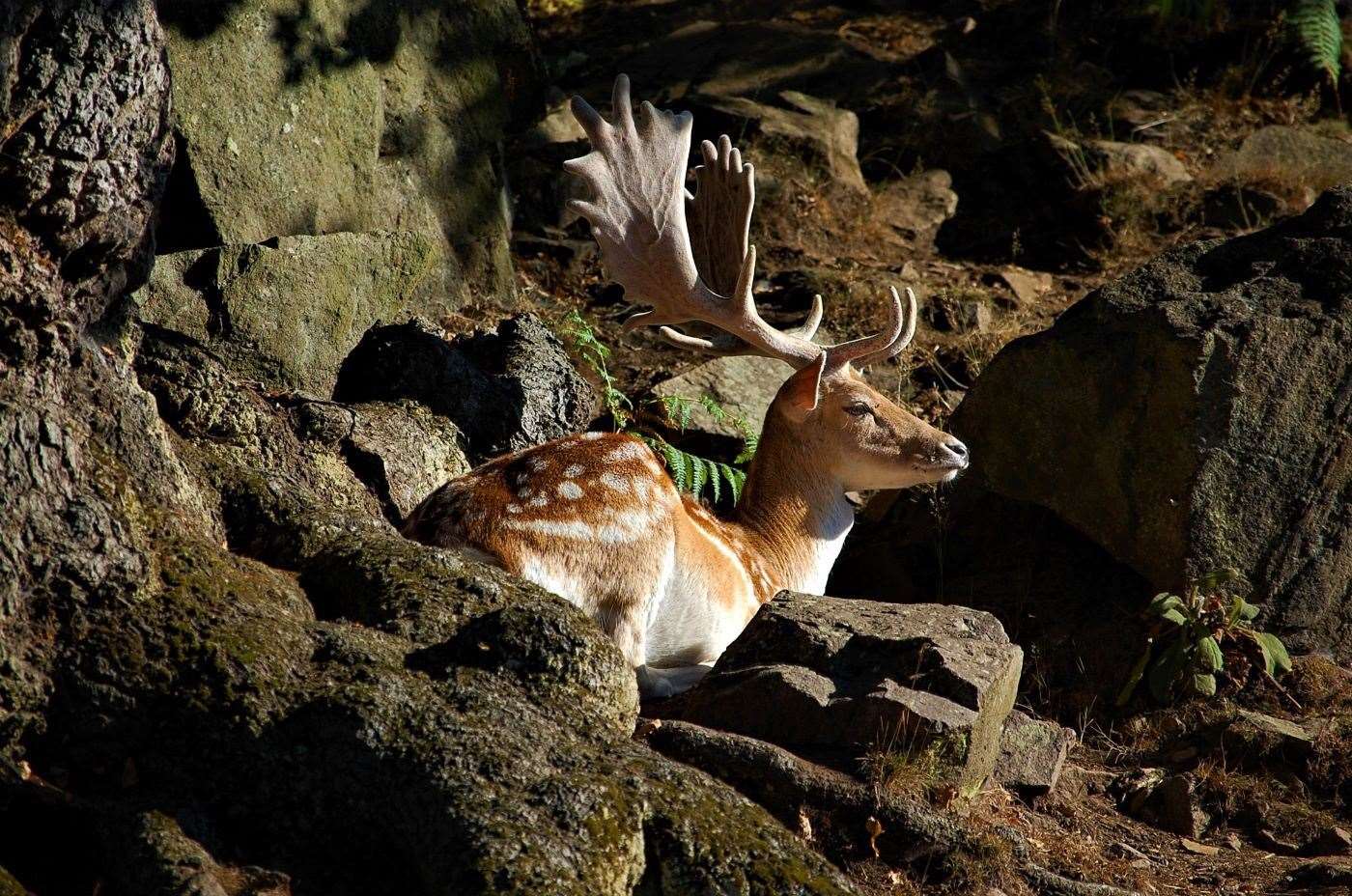 Solo Deer by Simon Curley
