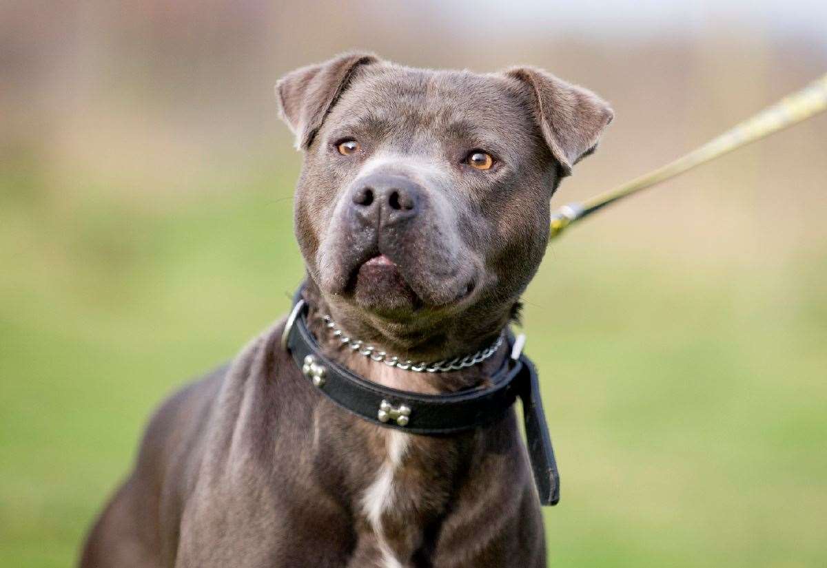 Uffington dog attack will cost Bourne man more than £8,000
